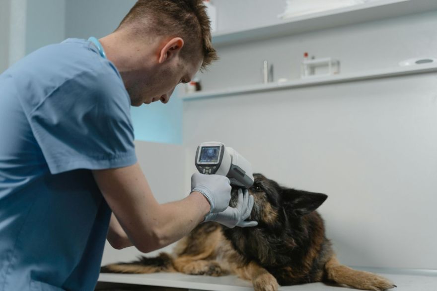 ZM: Valsts nodrošinātas diennakts neatliekamās veterinārās palīdzības sistēmas izveide nav finansiāli īstenojama