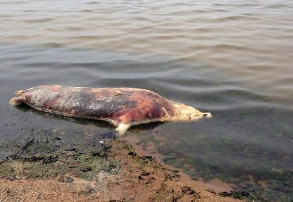 Zvejniekciema pludmales apmeklētājus satrauc krastā izskalots roņa līķis